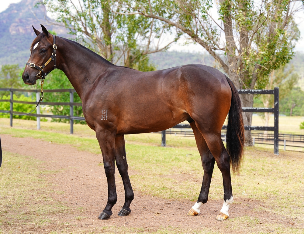 So You Think (NZ) / Alighted (AUS) 2024 Colt - Image 1