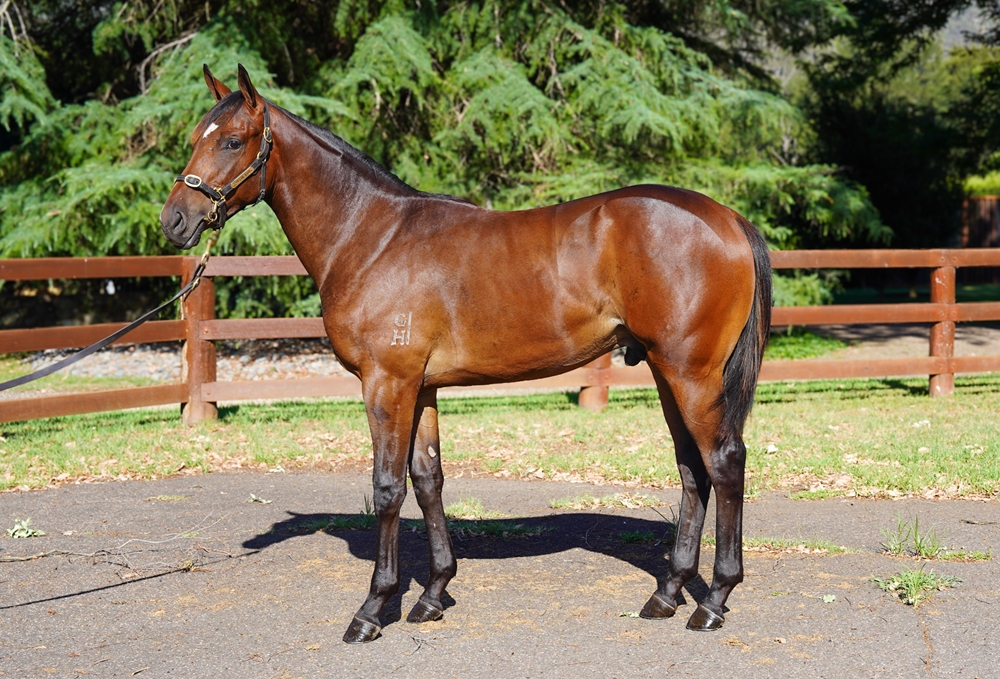 Toronado (IRE) / Chammak Challo (AUS) 2024 Colt - Image 1
