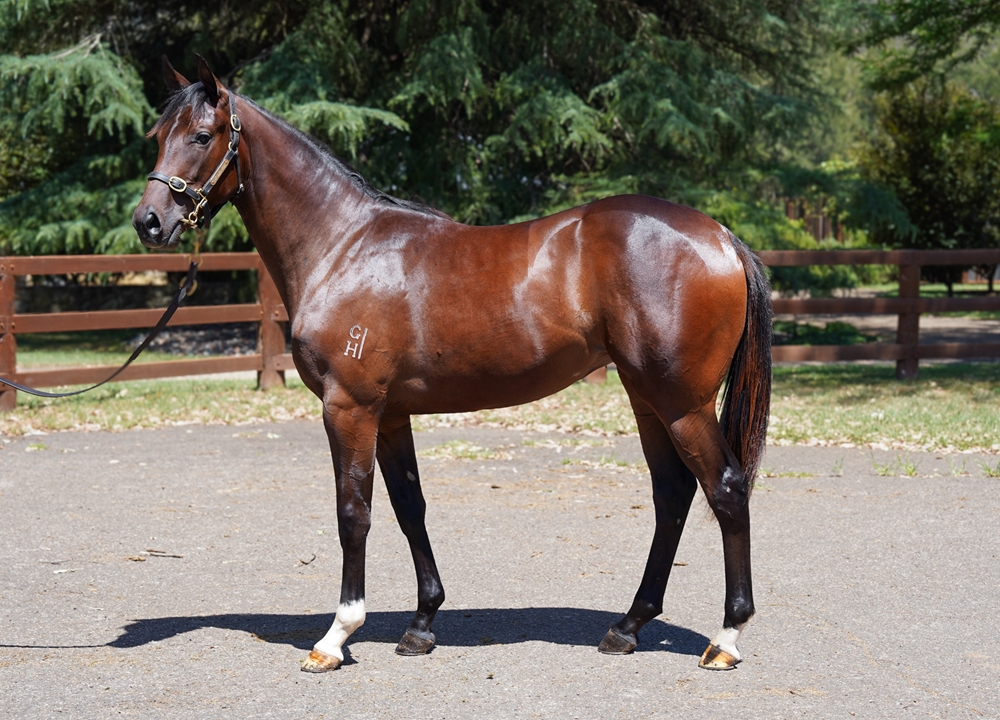 Toronado (IRE) / Dunbrody Power (AUS) 2024 Filly - Image 1