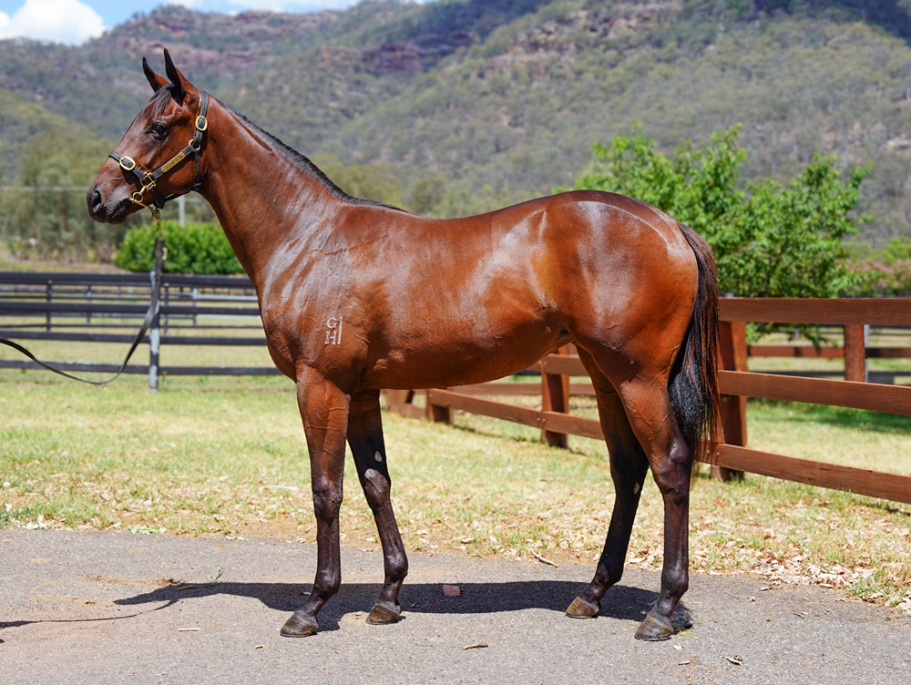Pierro (AUS) / Glamour Cat (AUS) 2024 Filly - Image 1