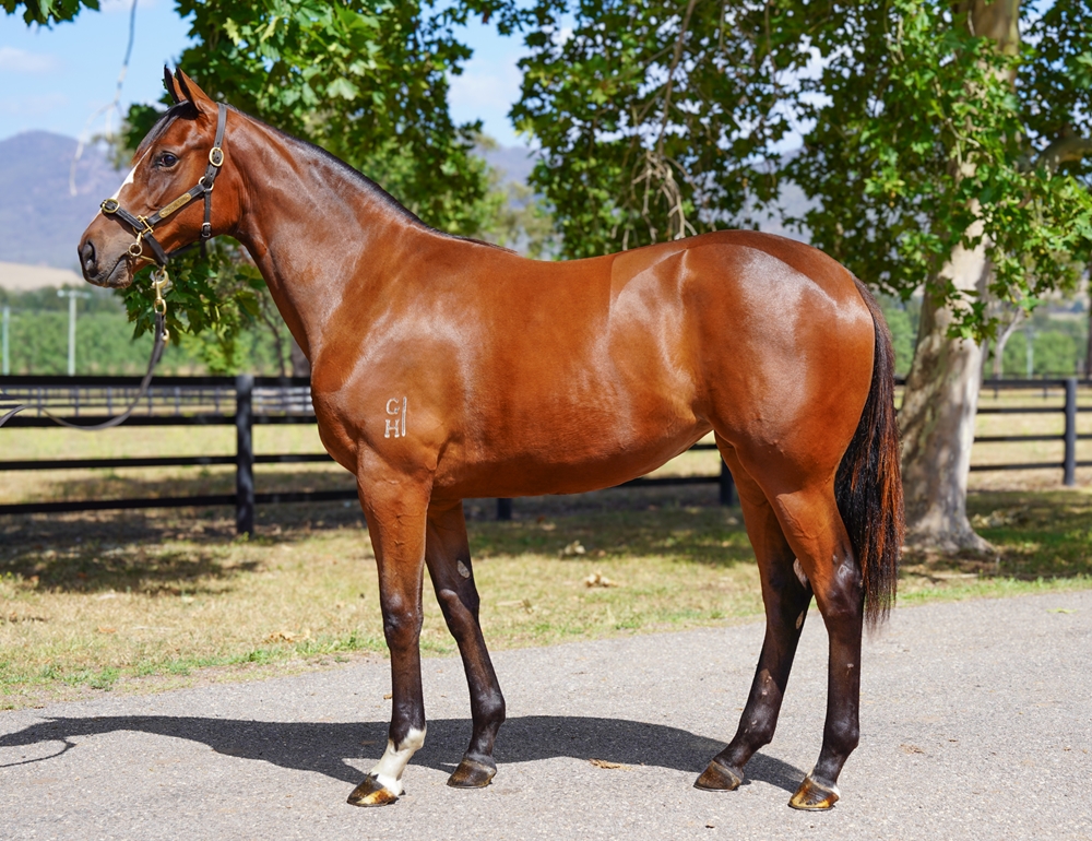 Toronado (IRE) / Keneally (AUS) 2024 Filly - Image 1