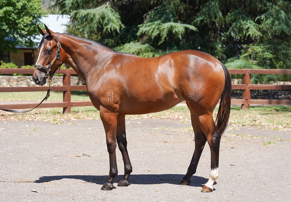Toronado (IRE) / Laroupe (AUS) 2024 Filly - Image 1