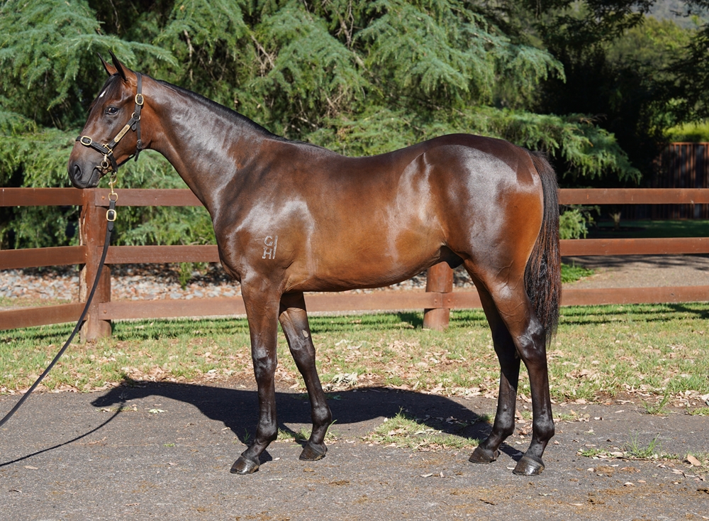 Pierro (AUS) / Lipari (AUS) 2024 Colt - Image 1