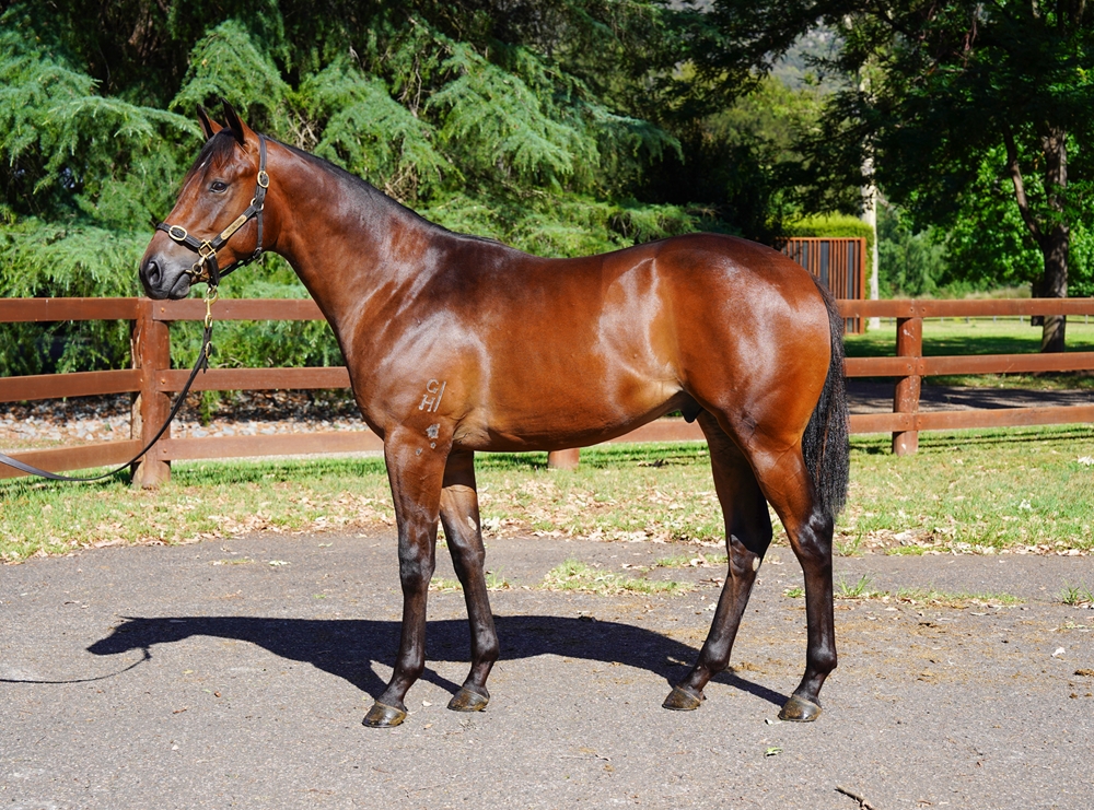 Wootton Bassett (GB) / Livanos (AUS) 2024 Colt - Image 1