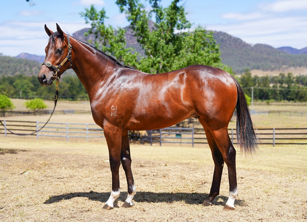 Zoustar (AUS) / Medaglia Valore (AUS) 2024 Colt - Image 1