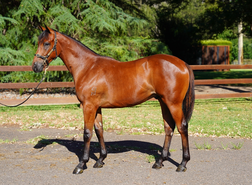 Home Affairs (AUS) / On a Promise (NZ) 2024 Colt - Image 1