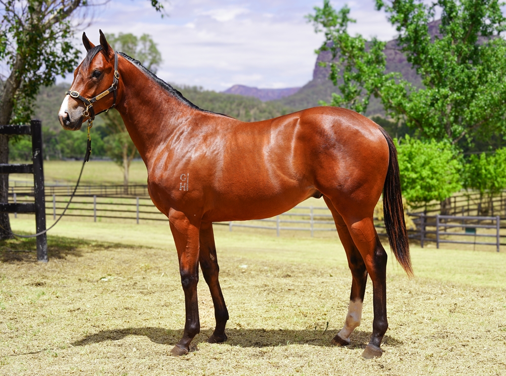 Maurice (JPN) / One Last Fight (AUS) 2024 Colt - Image 1