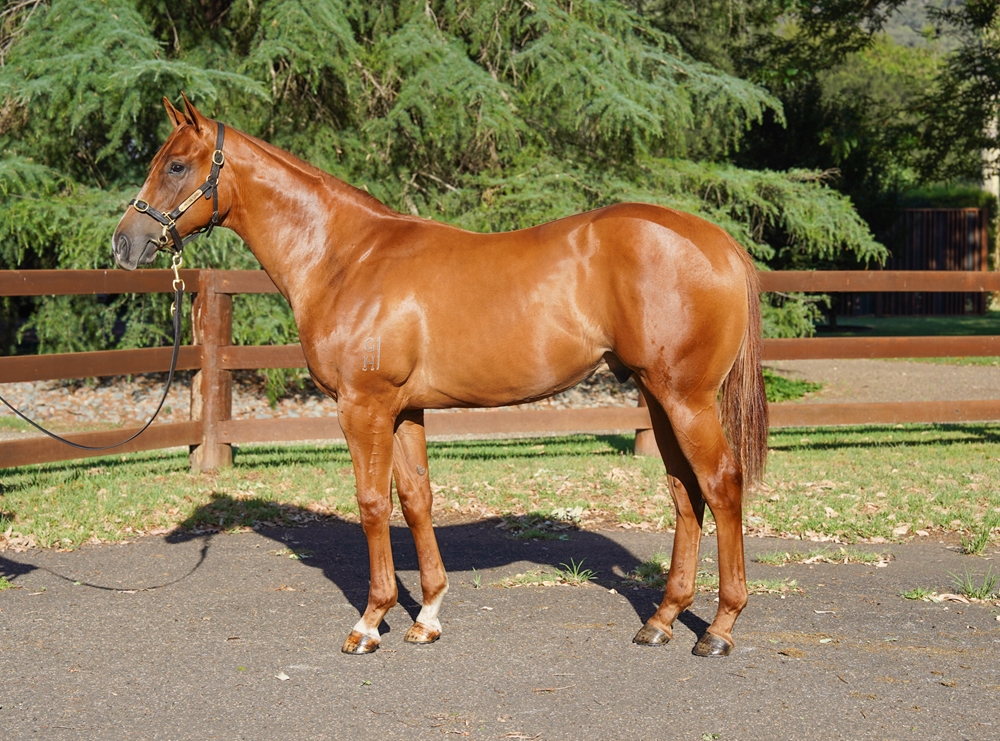 Ole Kirk (AUS) / One Pose (NZ) 2024 Colt - Image 1