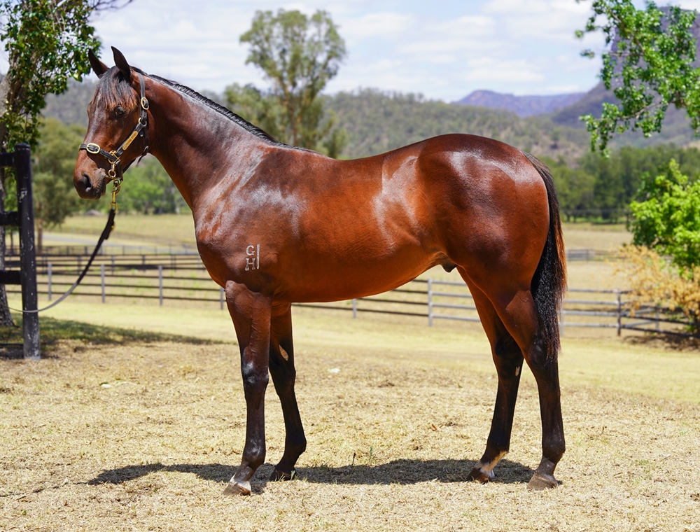 Wootton Bassett (GB) / Precious Lorraine (AUS) 2024 Colt - Image 1