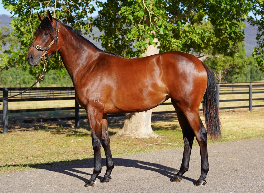 So You Think (NZ) / Princess Lowry (NZ) 2024 Filly - Image 1