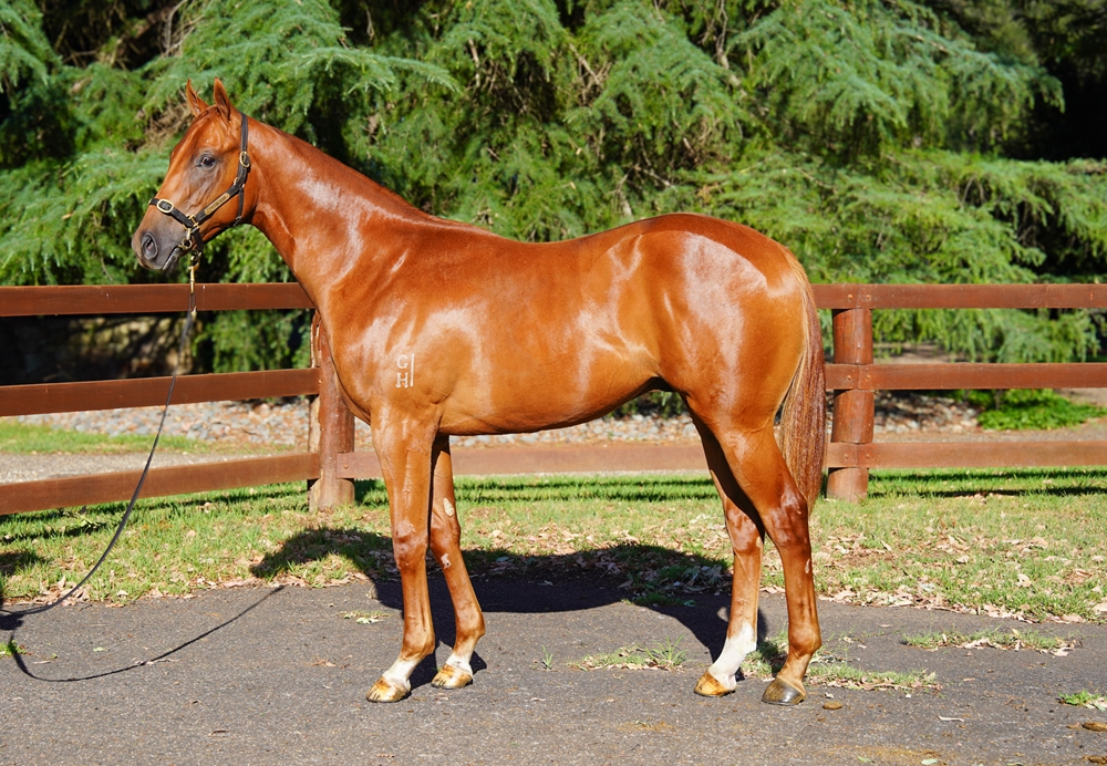 Zoustar (AUS) / Royal Residence (AUS) 2024 Colt - Image 1