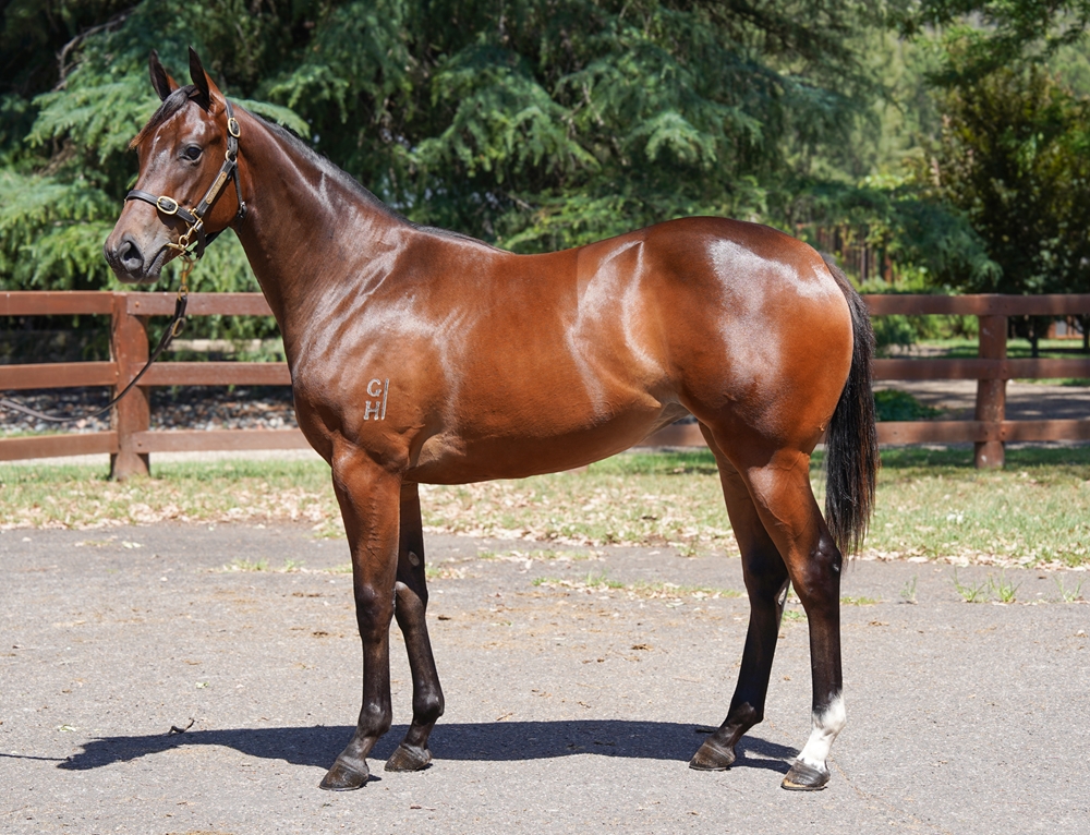 Wootton Bassett (GB) / Selburose (AUS) 2024 Filly - Image 1