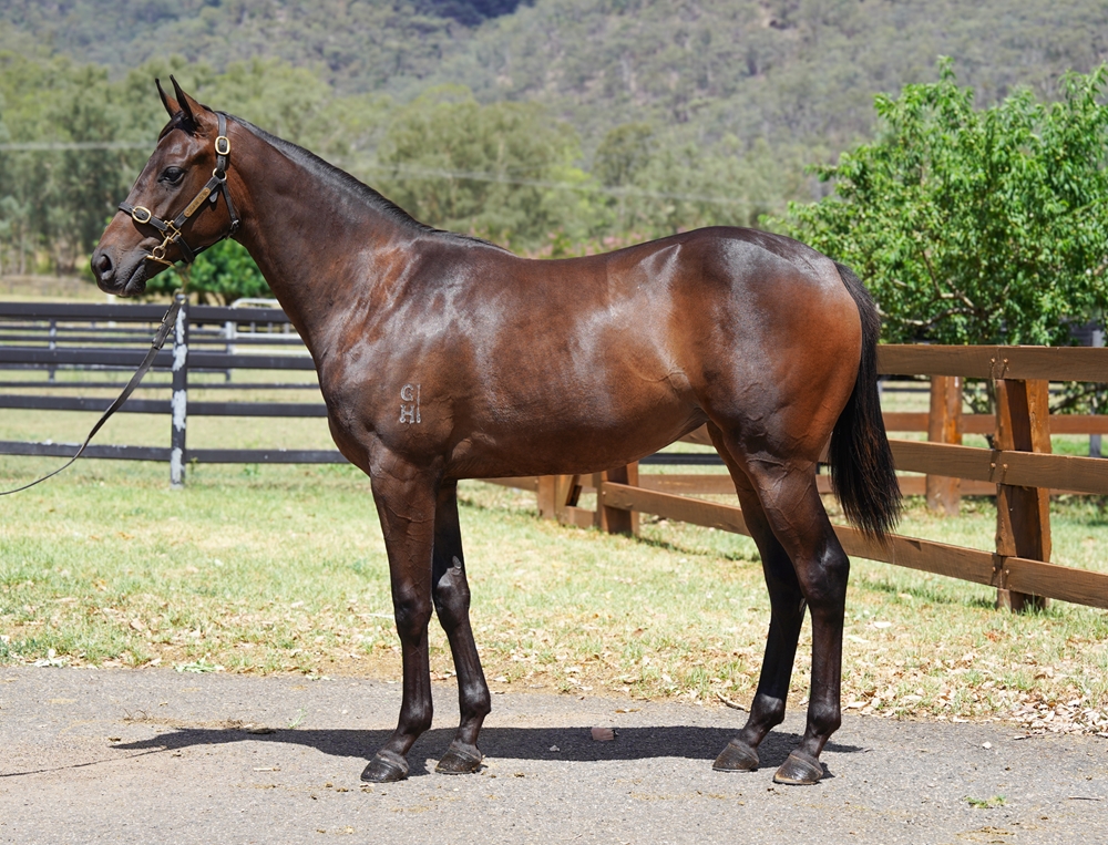 Zoustar (AUS) / Siteki (AUS) 2024 Filly - Image 1