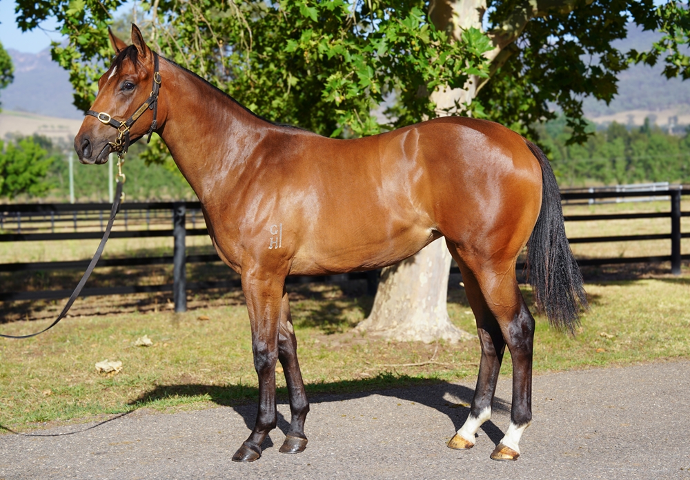 Ole Kirk (AUS) / Submissive (AUS) 2024 Filly - Image 1