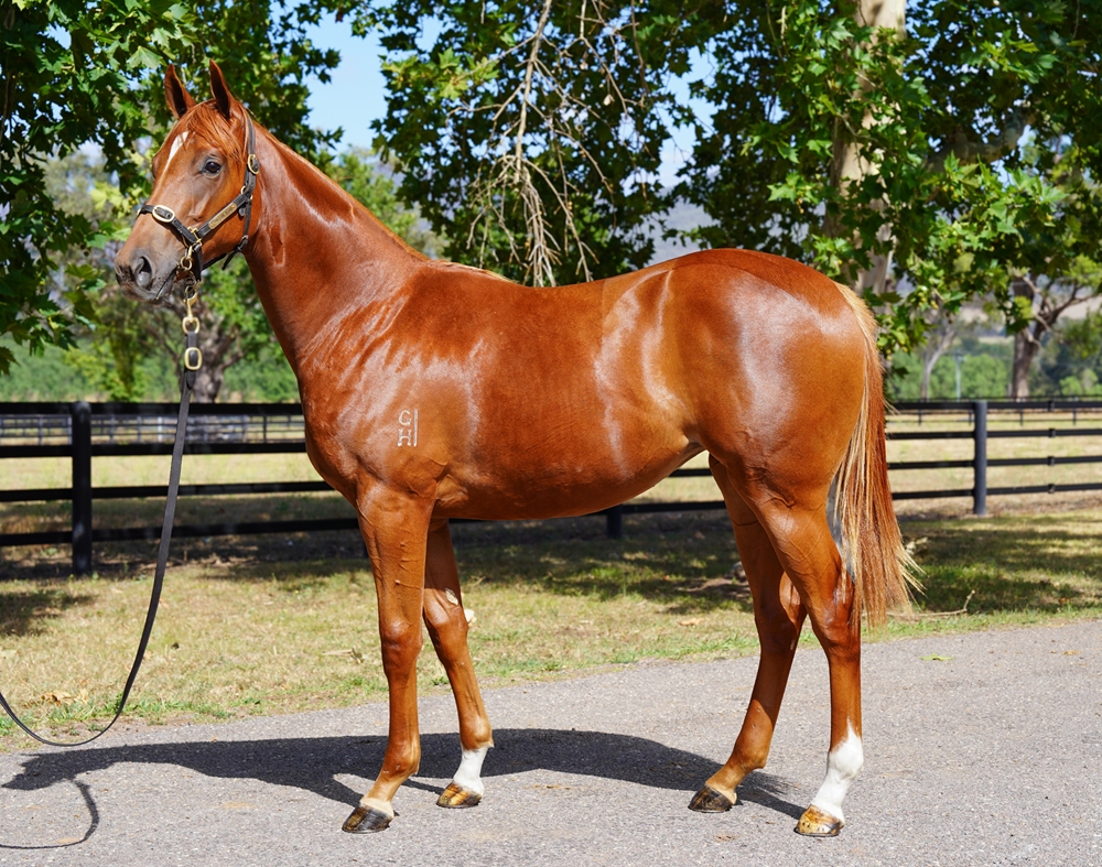 Zoustar (AUS) / Una Grew Roses (NZ) 2024 Filly - Image 1