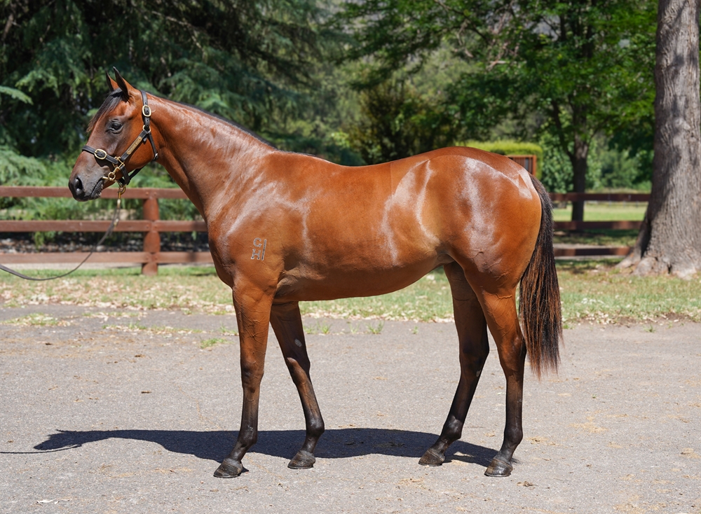 Snitzel (AUS) / Very Dogmatic (NZ) 2024 Filly - Image 1