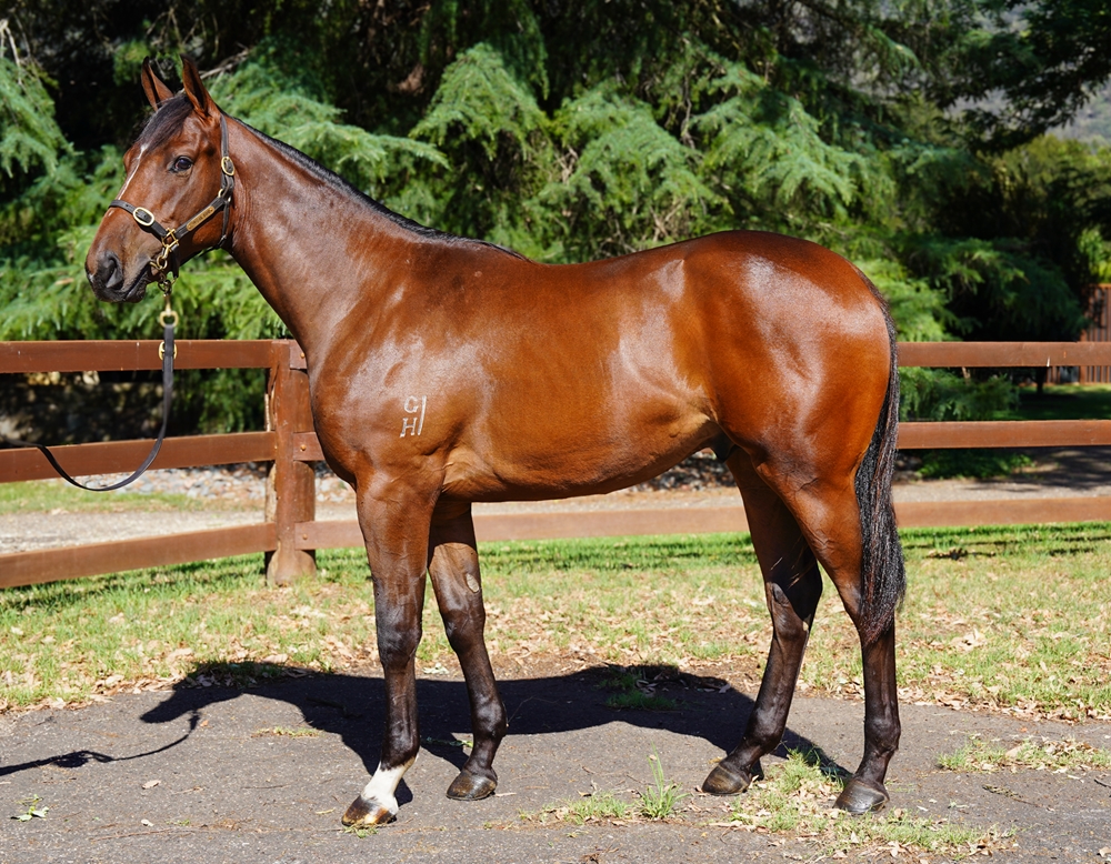 Starspangledbanner (AUS) / We are Many (AUS) 2024 Colt - Image 1