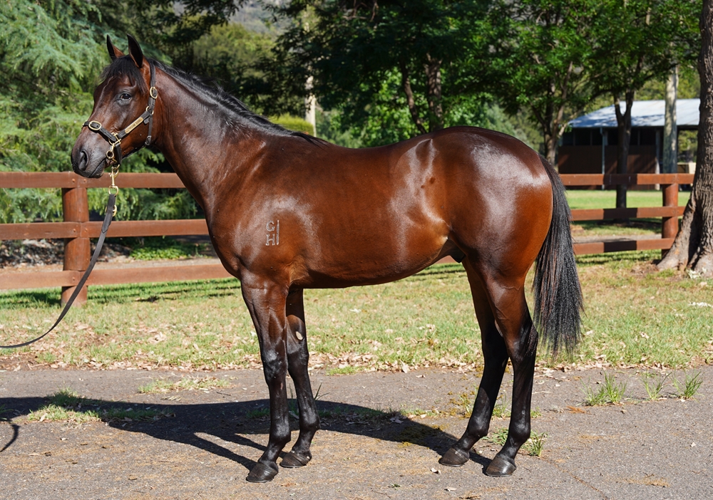 Toronado (IRE) / Alyssum (AUS) 2024 Colt - Image 1