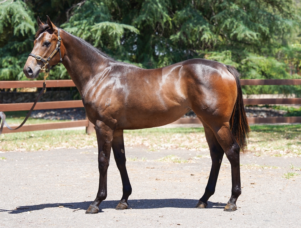 Tarzino (NZ) / Flower of Love (AUS) 2024 Filly - Image 1
