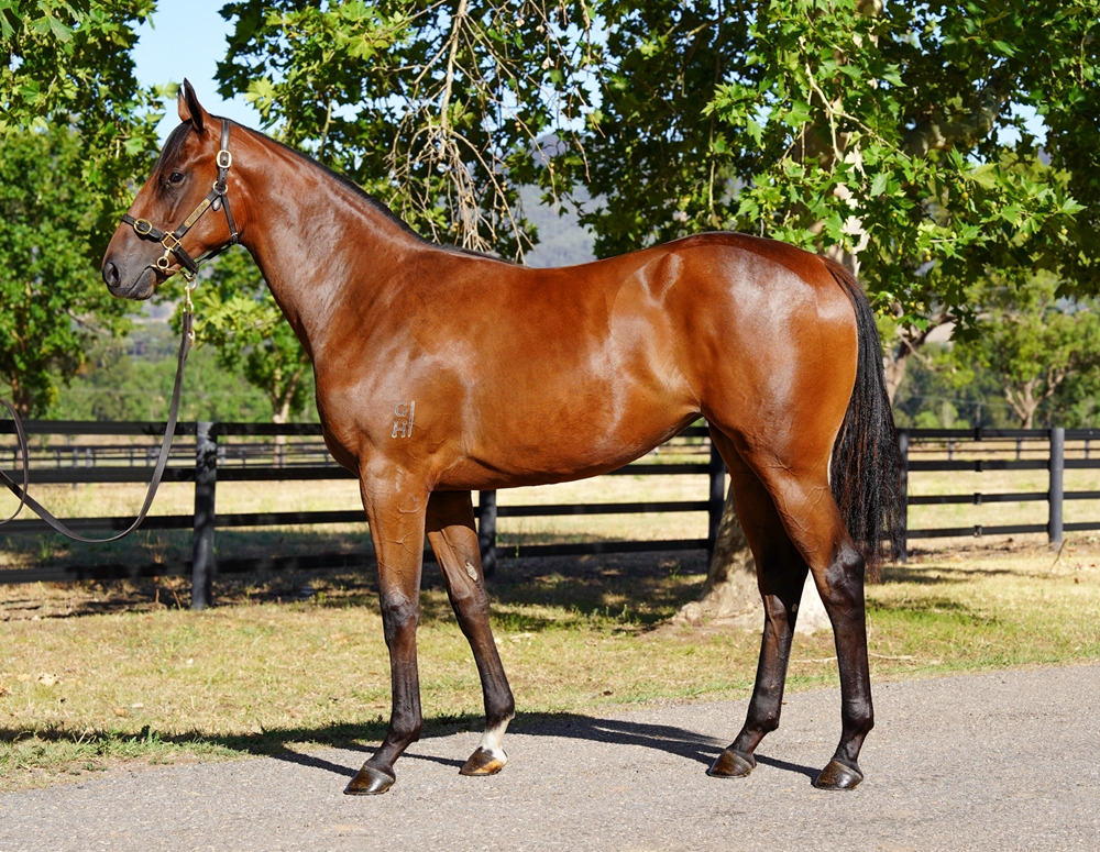 Zoustar (AUS) / Gabriellagrace (NZ) 2024 Filly - Image 1