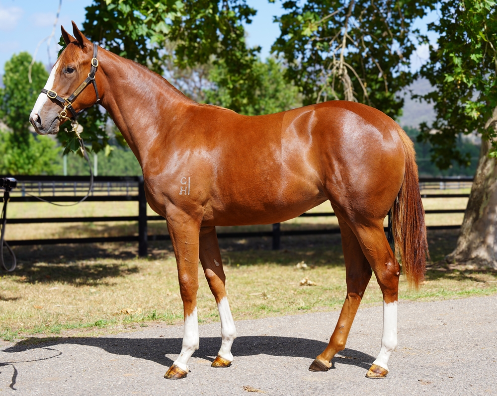 Snitzel (AUS) / Lady Paget (AUS) 2024 Filly - Image 1