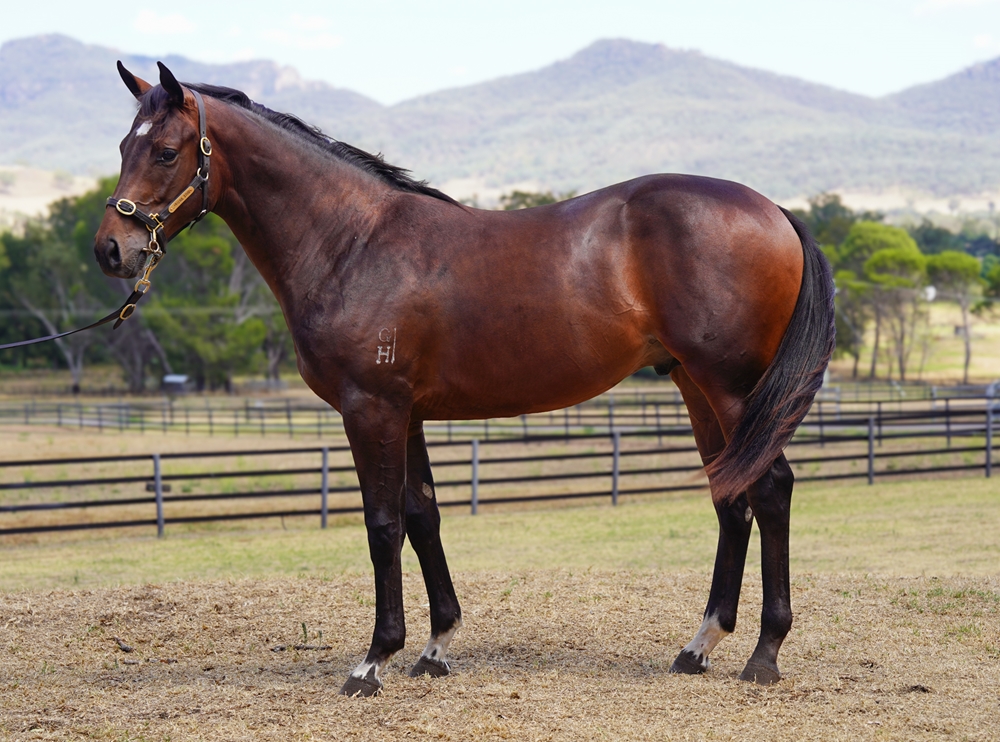 Pierro (AUS) / Lake Marion (AUS) 2024 Colt - Image 1