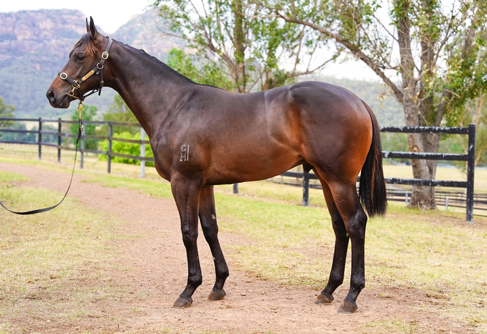 I Am Invincible (AUS) / Moonlight Waltz (AUS) 2024 Colt - Image 1