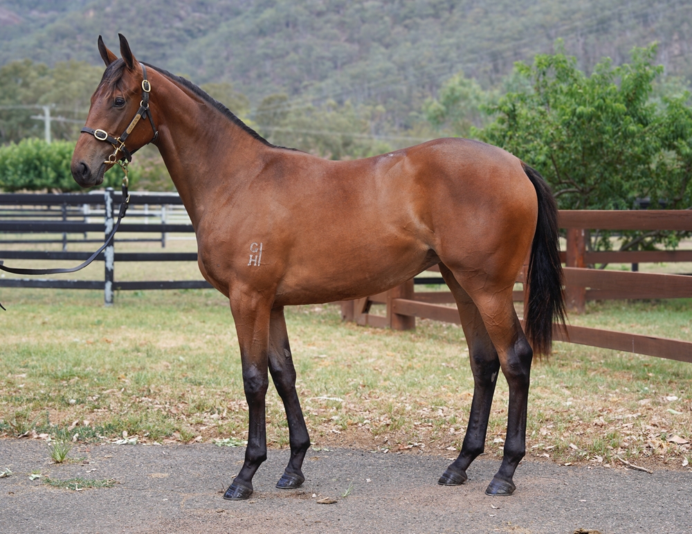 I Am Invincible (AUS) / Palazzo Vecchio (AUS) 2024 Filly - Image 1
