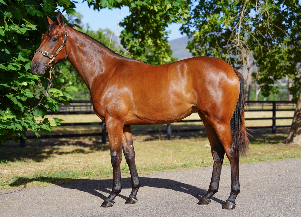 I Am Invincible (AUS) / Pink Ivory (NZ) 2024 Filly - Image 1