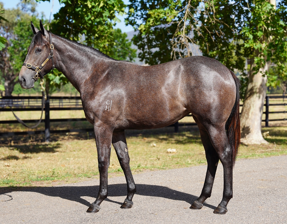 I Am Invincible (AUS) / Rendition (NZ) 2024 Filly - Image 1