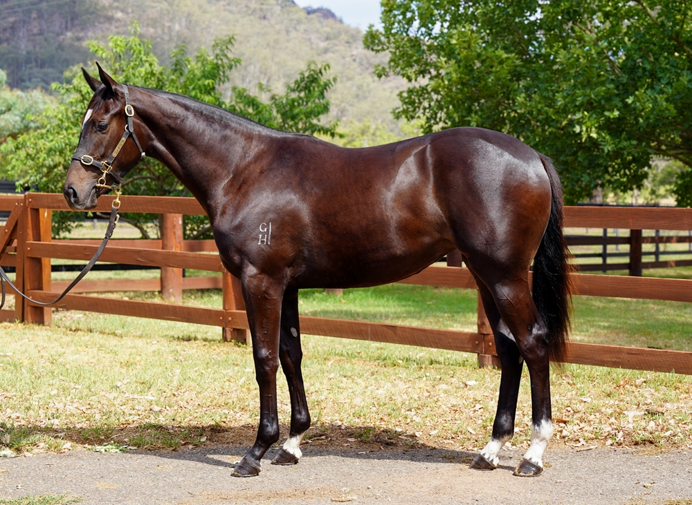 Pierro (AUS) / Rosa Moyessi (AUS) 2024 Filly - Image 1