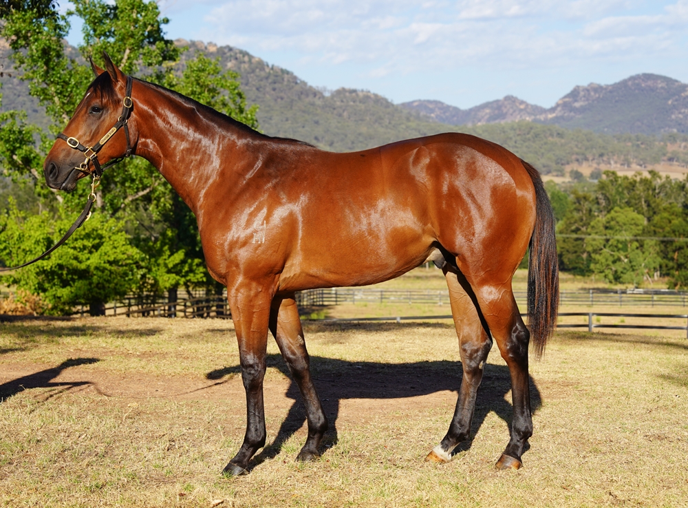 St Mark's Basilica (FR) / Swiss Kiss (NZ) 2024 Colt - Image 1