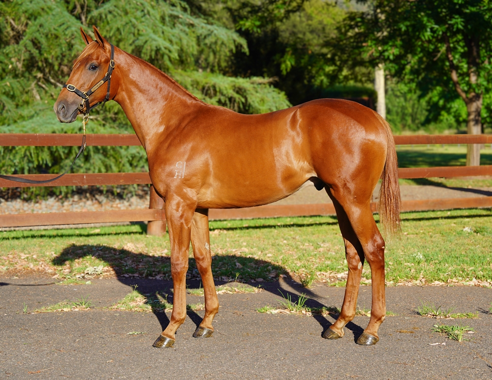 Ole Kirk (AUS) / The Quick One (AUS) 2024 Colt - Image 1
