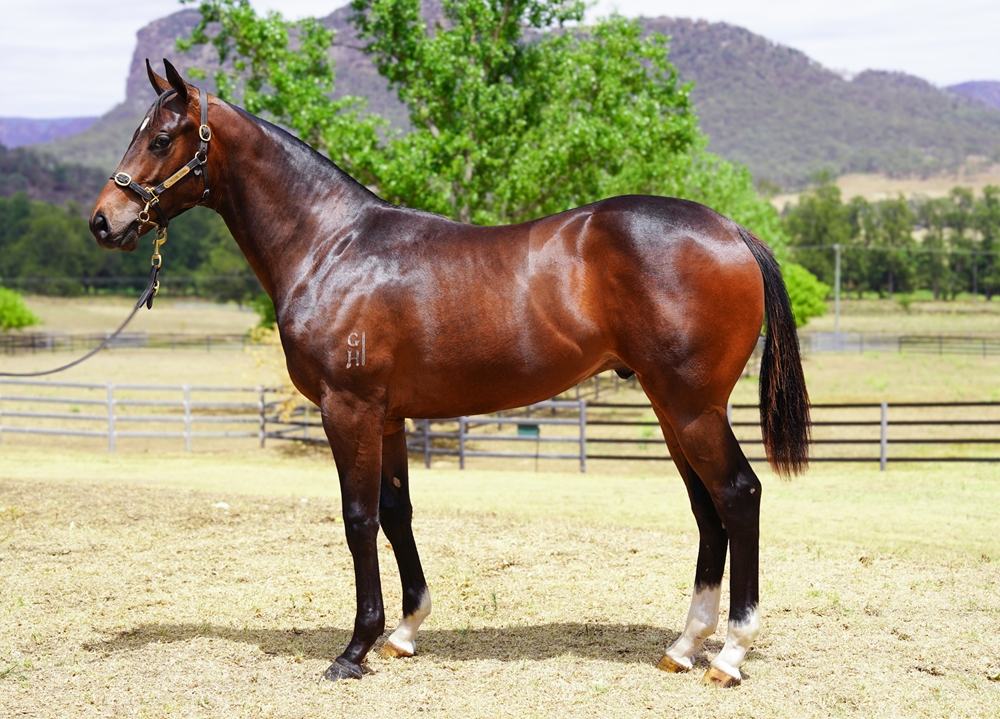 Zoustar (AUS) / Walk the Streets (AUS) 2024 Colt - Image 1