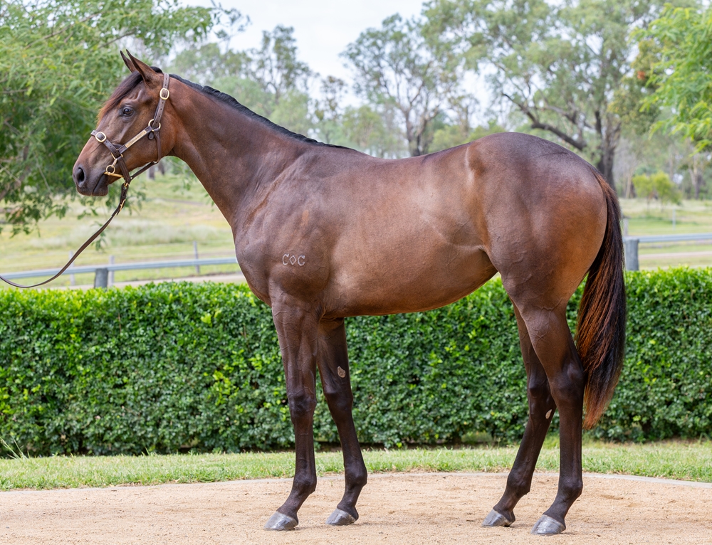 So You Think (NZ) / Ana's Mail (AUS) 2024 Filly - Image 1
