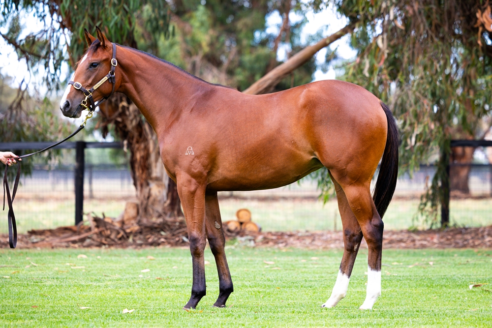 Hitotsu (AUS) / Evening Star (AUS) 2024 Filly - Image 1