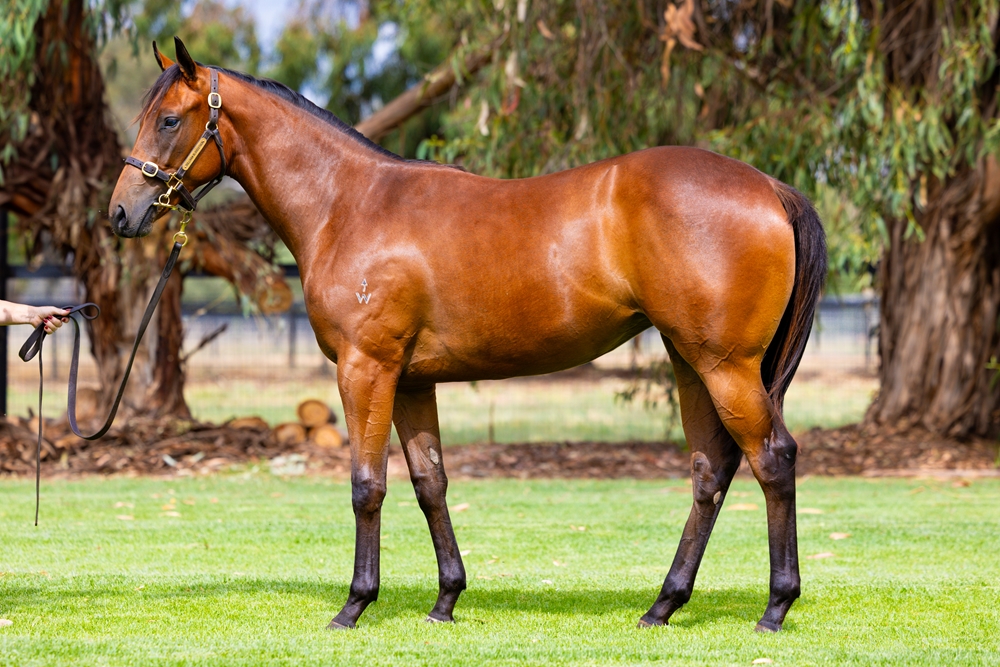 Harry Angel (IRE) / Mary Lou (AUS) 2024 Filly - Image 1