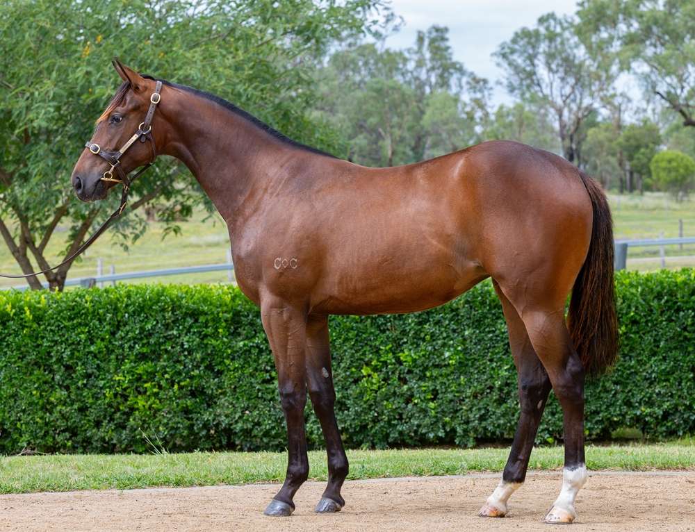 Spirit of Boom (AUS) / Lightfeet Lady (AUS) 2024 Filly - Image 1