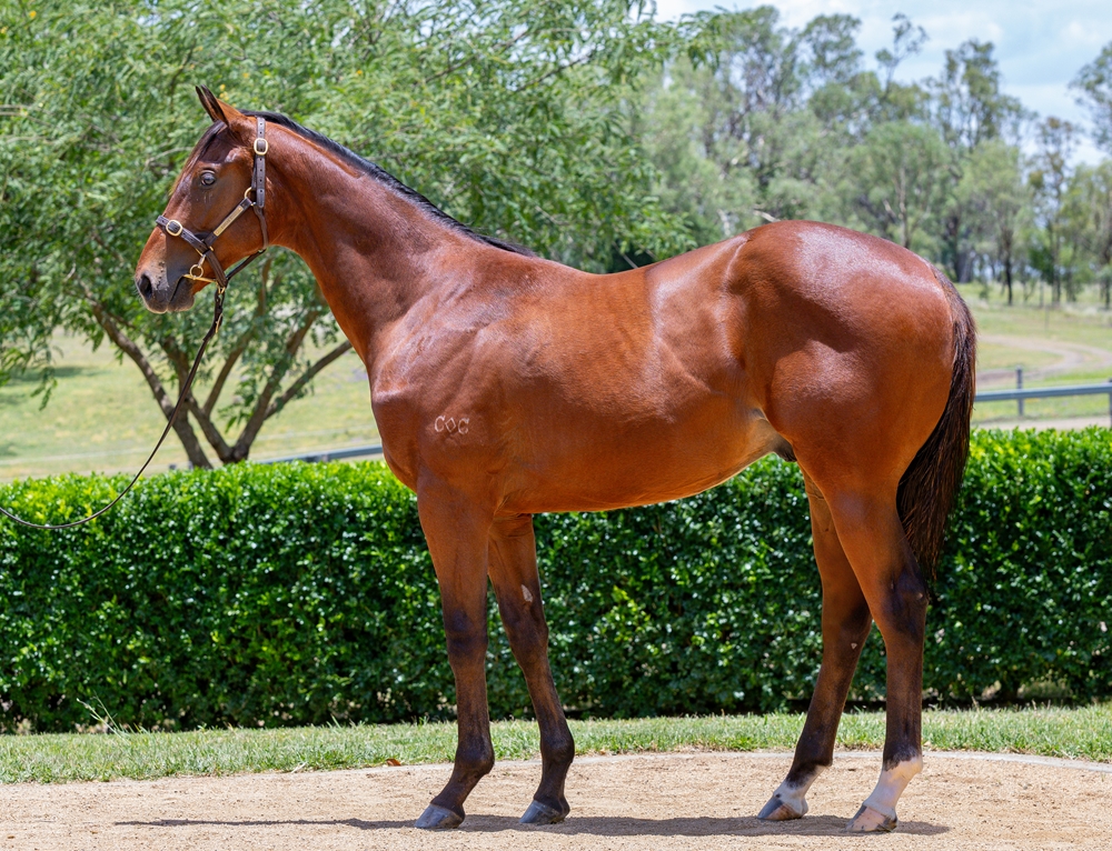 Spirit of Boom (AUS) / Parriwi (AUS) 2024 Colt - Image 1