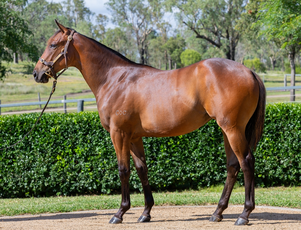 Pinatubo (IRE) / Frosty Mango (AUS) 2024 Filly - Image 1
