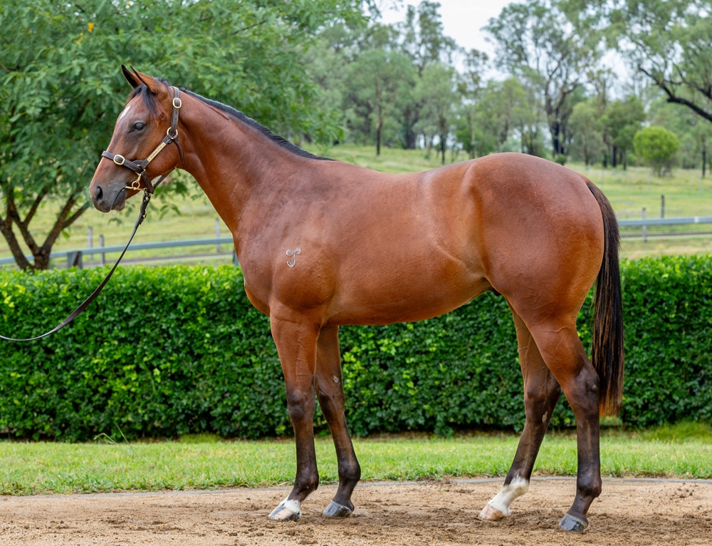 Frankel (GB) / Have a Good Day (IRE) 2024 Colt - Image 1