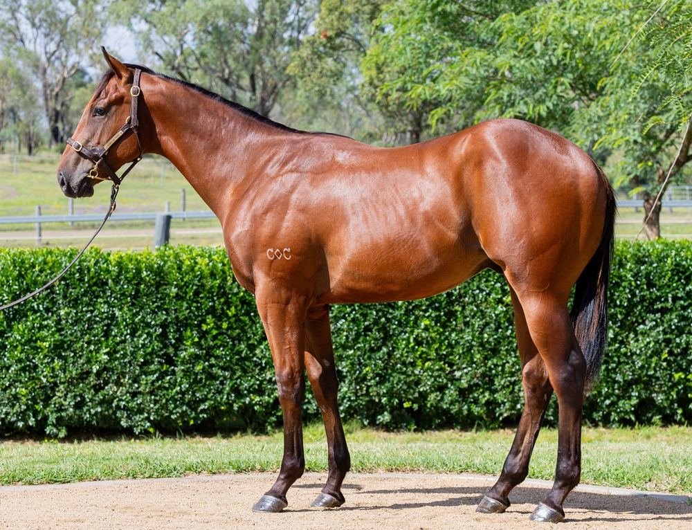 Spirit of Boom (AUS) / Imanoremiss (AUS) 2024 Colt - Image 1