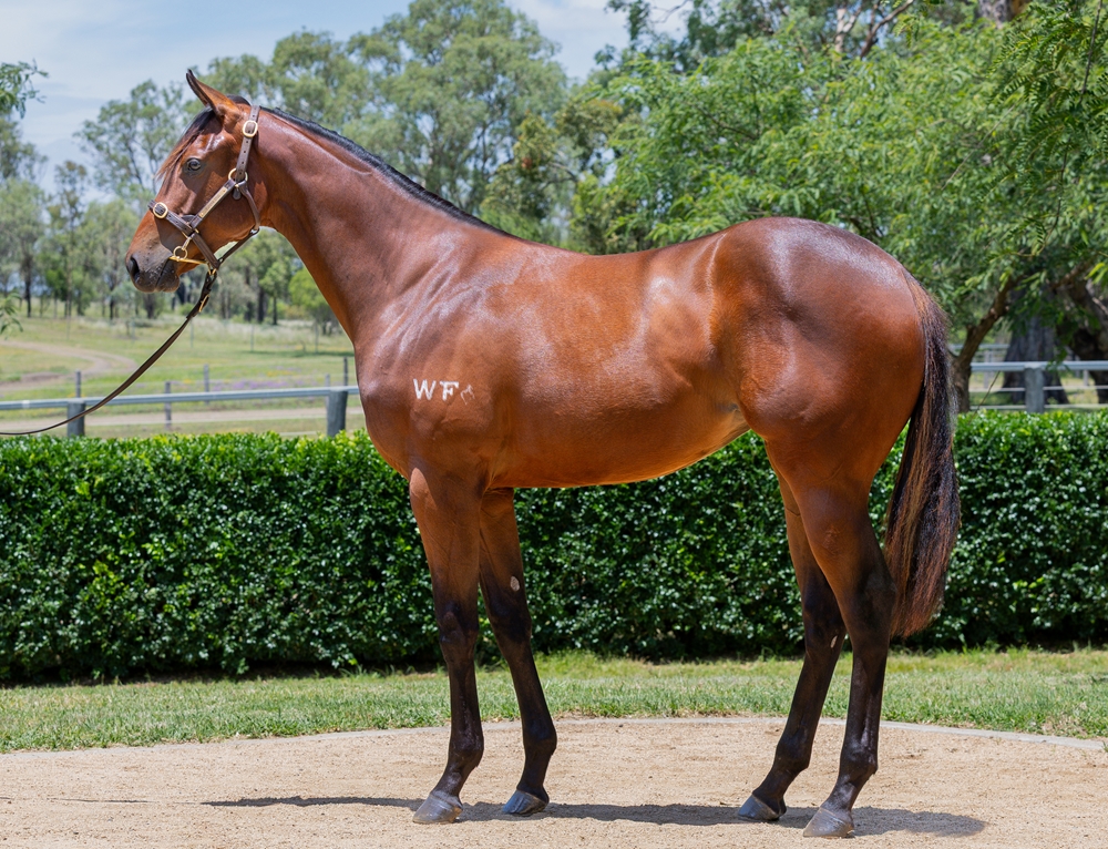 Spirit of Boom (AUS) / Malasun (AUS) 2024 Filly - Image 1