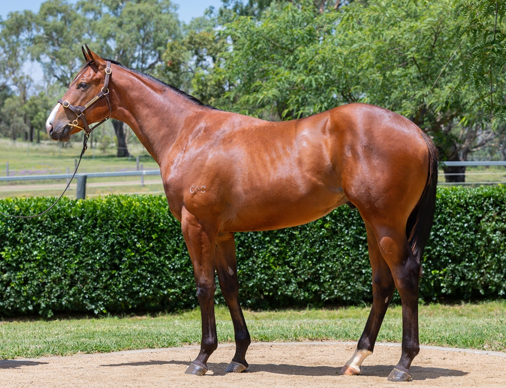 Spirit of Boom (AUS) / Niedorp (AUS) 2024 Colt - Image 1