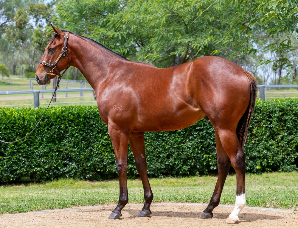 Spirit of Boom (AUS) / Notonyourlife (AUS) 2024 Colt - Image 1