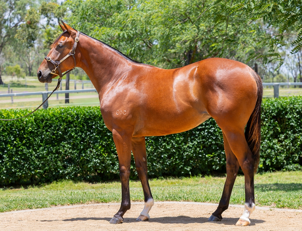Stay Inside (AUS) / Pouting Lips (AUS) 2024 Filly - Image 1