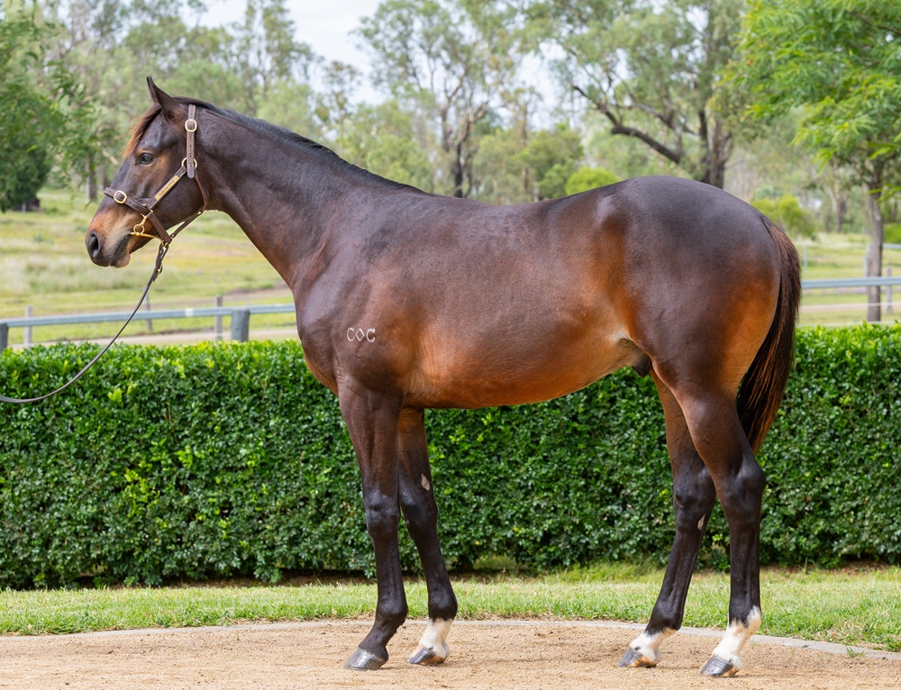 Better Than Ready (AUS) / Salizada (AUS) 2024 Colt - Image 1