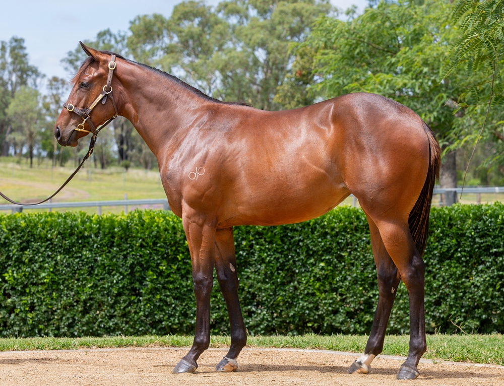 Anamoe (AUS) / Solaia (AUS) 2024 Filly - Image 1