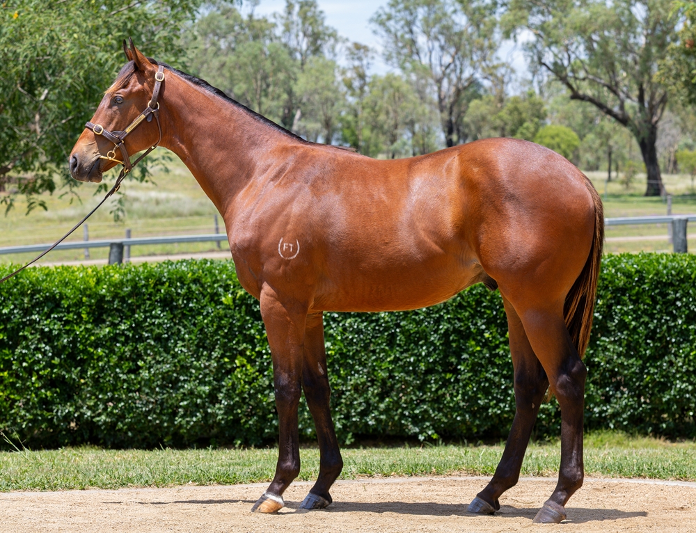 Stronger (AUS) / The Darling (AUS) 2024 Colt - Image 1