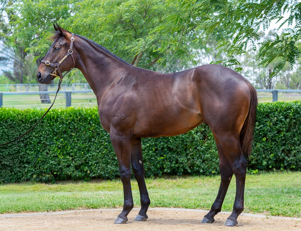 Better Than Ready (AUS) / Tiyatrolani (AUS) 2024 Colt - Image 1